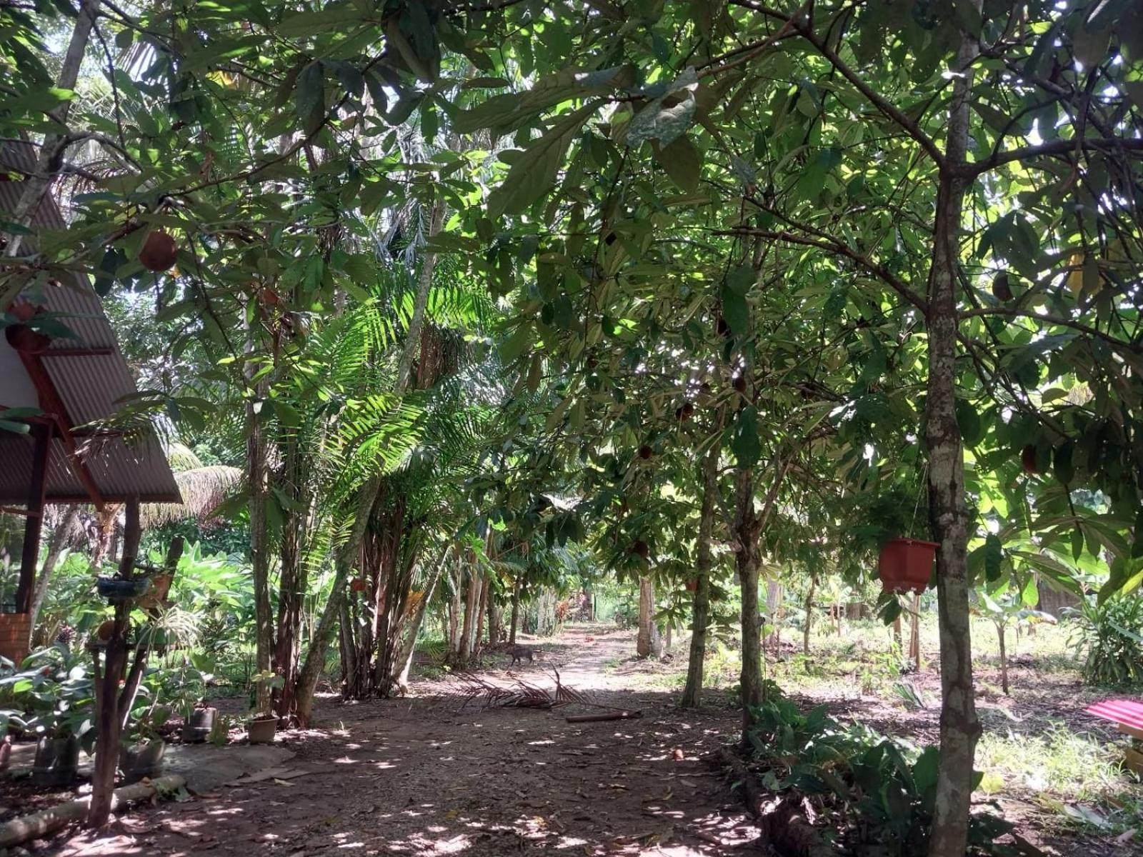 Jardin De Las Musas Puerto Maldonado Room photo